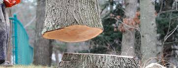How Our Tree Care Process Works  in  Bel Nor, MO